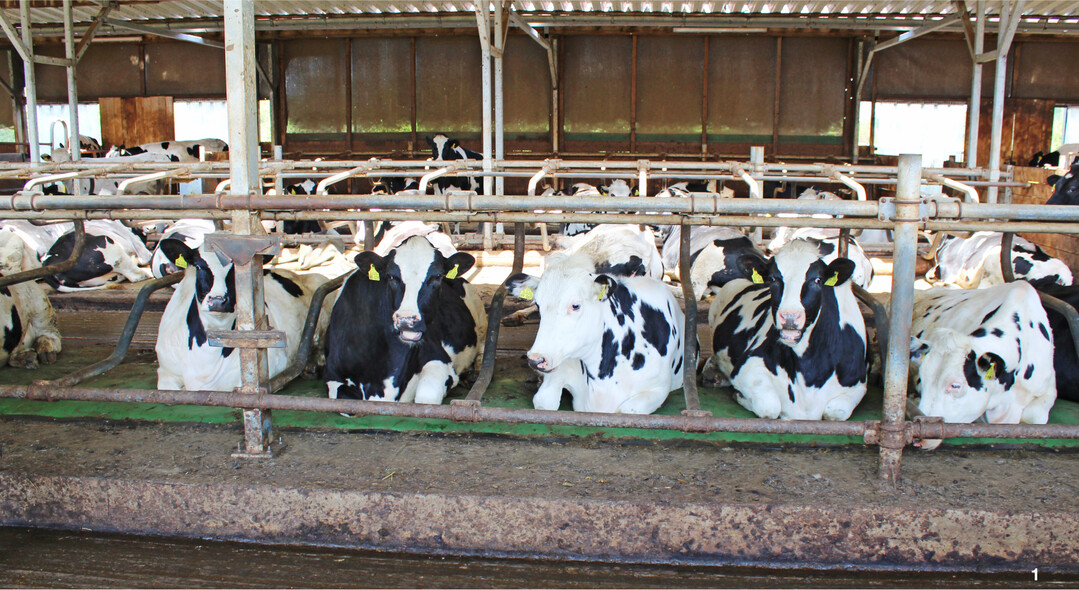 F�r Jungrinder eignet sich nicht nur aus arbeitswirtschaftlicher Sicht ein Liegeboxenlaufstall, hier in vierreihiger Ausf�hrung.