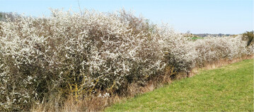 Hecken und Feldgehölze sind wichtige Bestandteile der Agrarlandschaft.