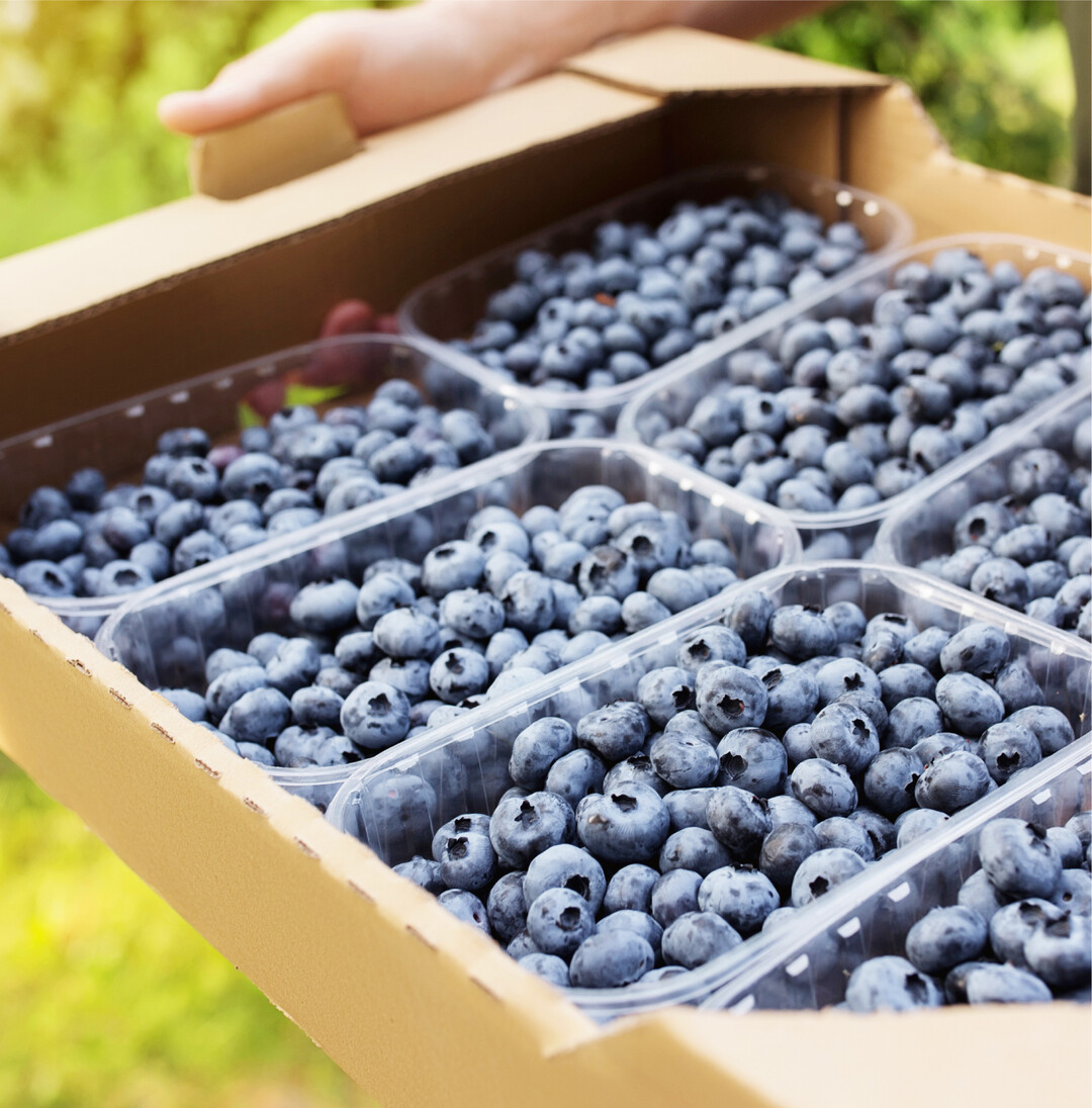 Die Heidelbeersaison beginnt Mit Heidelbeeren kann man sein blaues Aromawunder erleben! Sie sind leicht, extrem lecker und verbreiten ihren unwiderstehlich, blauen Beerenzauber nicht nur pur, sondern auch in Smoothies, fruchtigen Desserts, M�slis, Pfannkuchen, Suppen, Quark oder Geb�ck. Und das Beste daran: Genau jetzt haben sie Saison und sind frisch zu kaufen. Nach dem Dauer-Spitzenreiter Erdbeere, sind die kleinen Blauen die beliebtesten ihrer Art. So greifen die Deutschen immer h�ufiger zu Heidelbeeren. Fast 80.000 Tonnen haben sie im vergangenen Jahr davon verbraucht und damit rund 7000 Tonnen mehr als noch 2020, 20.000 Tonnen mehr als 2019 und sogar ganze 40.000 Tonnen mehr als 2018. Pro Kopf ist das fast ein Kilo. Auch wenn die Anbaufl�chen stetig ausgeweitet werden, einer solch explosionsartig steigenden Nachfrage kann der heimische Markt kaum nachkommen. Die gr��ten deutschen Anbaugebiete findet man derzeit in Niedersachen (2087 Hektar) mit gro�em Vorsprung vor Brandenburg (415 Hektar) und Nordrhein-Westfalen (364 Hektar). Die Saison geht noch bis September. Frische Blau- beziehungsweise Heidelbeeren erkennt man an der gleichm��ig blauen Farbe, einer prallen Schale und einer leichten Pelzschicht. Im K�hlschrank halten sie sich  gut vorbereitet!  bis zu 14 Tagen. Dazu sollte man sie in einer Schale mit kaltem Wasser absp�len  das vermeidet Druckstellen durch Wasserstrahlen. Danach die Fr�chte auf einem Tuch abtropfen lassen und sie in einem flachen Gef�� in den K�hlschrank stellen. So behandelt, sind sie sogar besser lagerf�hig als die meisten anderen Beerenfr�chte. BVEO