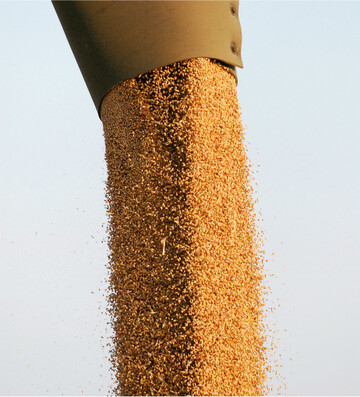 Betriebe mit einer hohen Vorvertragsquote k�nnen ihre Vermarktung jetzt in der Ernte 2022 erst einmal aussetzen.