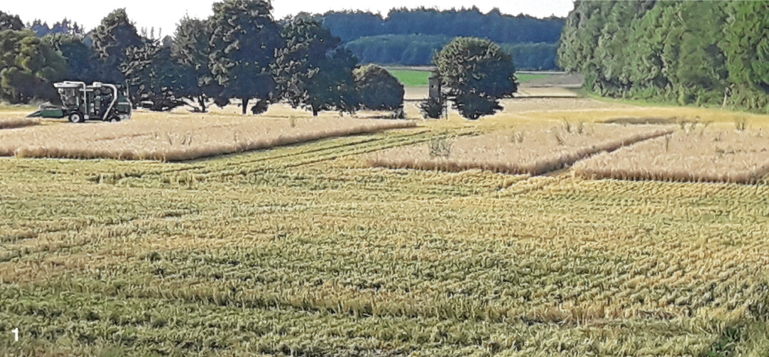 Blick auf die Versuchsparzellen zur Ernte im Jahr 2021.