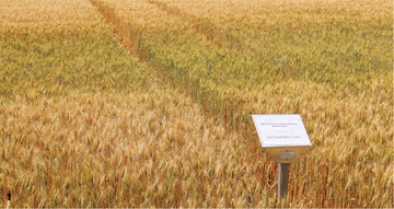 Biostimulanzien, getestet im Winterweizen. Im Vordergrund ged�ngt mit 100 Prozent N, nach Empfehlung der NID. In der Mitte steht die Kontrolle, sichtbar kleiner.