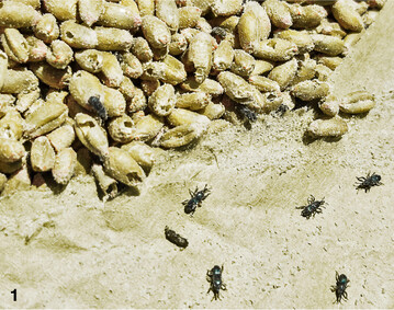 Der Schaden durch Kornk�fer wird oft erst bemerkt, wenn der K�fer das Korn bereits verl�sst.