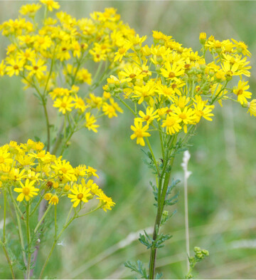 Jakobskreuzkraut wird von Landwirten und Tierhaltern nicht gerne gesehen, da die Pflanze sehr giftig ist.