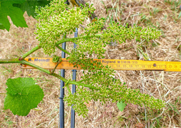 Eine echte Monstertraube. Hier wurden 1360 Beeren gez�hlt!