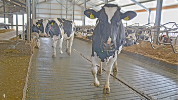 Damit die Klauen der Rinder gesund bleiben, ist es wichtig, dass sich die Tiere auf den Laufg�ngen sicher bewegen k�nnen.