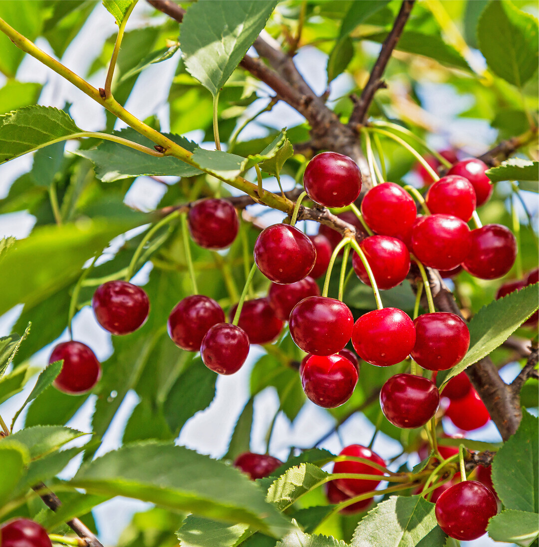 Heilsamer Kirschbaum Kirschen sind der Inbegriff des Sommers. Doch kaum jemand wei� um die Heilwirkung, die Stiele und Harz haben. Eine Infotafel eines Baumlehrpades in der N�he von Salzburg informierte dar�ber und �ber seine Bedeutung in der Mythologie wie folgt: Die Fr�chte enthalten Vitamine und sekund�re Pflanzenstoffe, aber nur wenig Fett und Eiwei�, was sie als Di�tfrucht geeignet macht. Der Genuss der Fr�chte regt Verdauung und Harnorgane an und st�rkt den Stoffwechsel. Die Stiele der Kirschen helfen, als Tee zubereitet, gegen hartn�ckigen Husten. Der Schleim in den Atmungsorganen wird gel�st und kann leichter abgehustet werden. Au�erdem kann man Kirschennstiel-Tee gegen Blutarmut verwenden. Das Harz, das nach dem Beschneiden von Kirschb�umen ausflie�t, kann man in Wein einlegen oder als Tinktur zubereiten. Man kann diese Zubereitungen gegen chronischen Husten einnehmen. In der Mytologie wird der Kirschbaum seit alter her als Baum der Feen und Elfen beschrieben und es hei�t, man kann sie im Mondschein um die B�ume tanzen sehen. Der Kirschbaum steht im Zeichen des Mondes und wird h�ufig als Mondbaum bezeichnet. So ist er auch der Baum der Weiblichkeit. mi