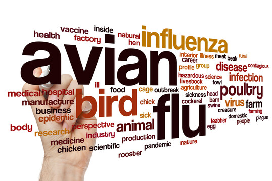 Allein in Niedersachsen wurden von Dezember 2020 bis Dezember 2023 insgesamt 157 Geflügelpest-Ausbrüche festgestellt.