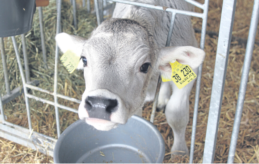 Gibt es schon bald Alternativen zur herk�mmlichen Enthornung bei K�lbern? Dar�ber wird derzeit intensiv diskutiert.