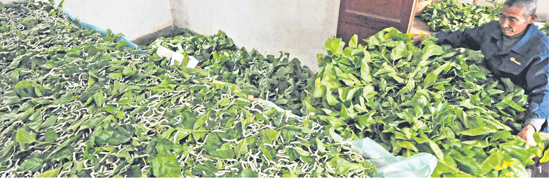 Raupen des Maulbeerspinners, eines Nachtfalters, werden mit Maulbeerbl�ttern gef�ttert.