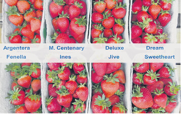 Kleiner Ausschnitt aus den im vergangenen Jahr in Forst getesteten Erdbeerneuheiten, von denen sich l�ngst nicht jede am Markt durchsetzen wird.