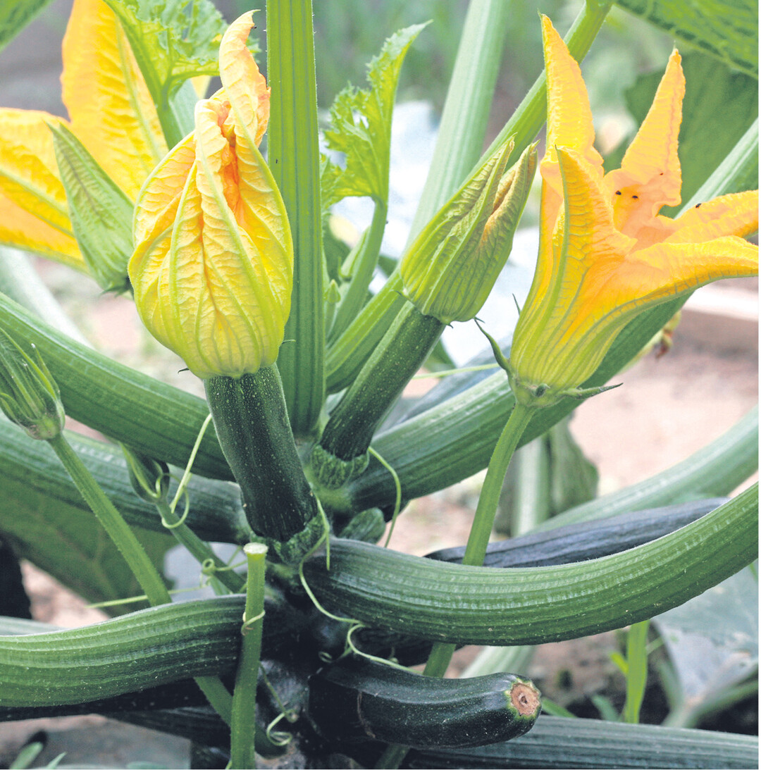 Zucchini haben ein ph�nomenales Wachstumspotenzial. Aus fingerdicken Fr�chtchen entstehen unversehens gewaltige Herkuleskeulen. �Freiwillige Selbstbeschr�nkung" lautet das Zauberwort! Klein geerntet sind Zucchini knackig und aromatisch. Im K�hlschrank bleiben sie eine Woche frisch. Oder gleich die knallig gelben Bl�ten abzwicken und als Blumenschmuck verwenden. Auch leckere Gerichte lassen sich aus den Bl�ten zubereiten.