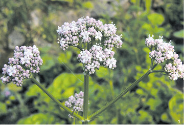 Baldrian blüht von Juni bis in den August hinein mit kugeligen schirmartigen Blütendolden.