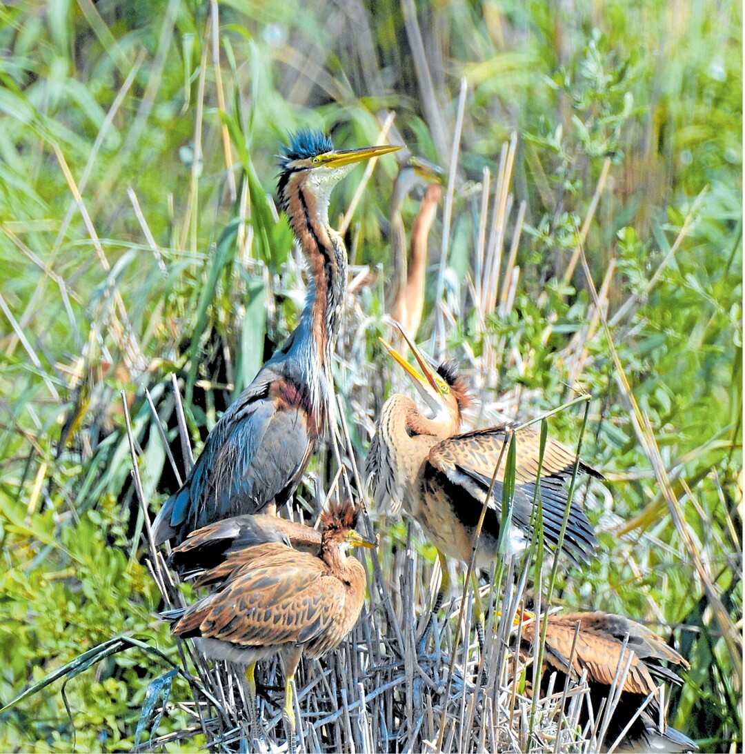 Diese Purpurreiher kann man im Naturschutzgebiet Wagbachniederung beobachten. Das Gebiet umfasst die Kl�rteiche der ehemaligen Zuckerfabrik Wagh�usel und angrenzende Fl�chen. Der Purpurreiher ist bei uns ein seltener und stark gef�hrdeter Brutvogel. In Europa sch�tzt man 30.000 bis 40.000 Brutpaare, �berwiegend in Russland und der Ukraine. Die Reiher �berwintern in den Steppen West-, Ost- und S�dafrikas.