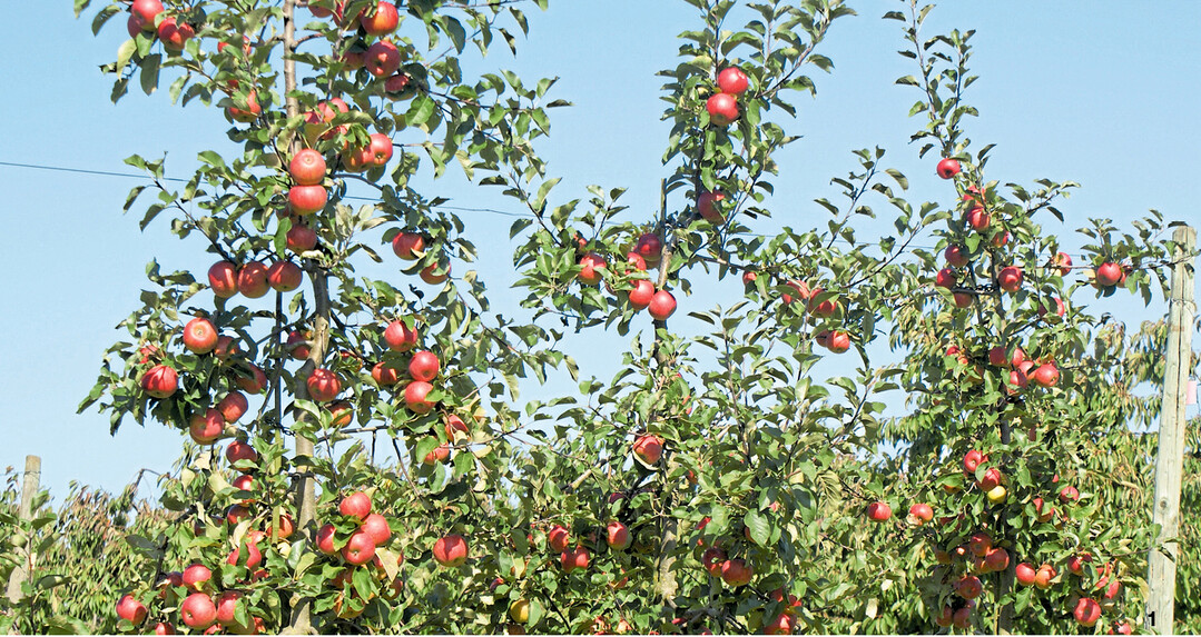 Die Apfelsorte Topaz ist bei Freizeitg�rtnern sehr beliebt. Dieser hier ist als Spindel erzogen und im siebten Jahr.