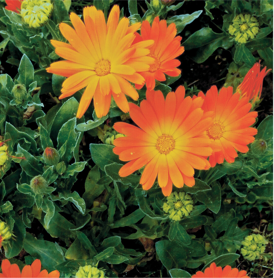 Die Ringelblume (Calendula officinalis) ist eine anspruchslose Pflanze. Mit ihren hellgelb bis kr�ftig orangeroten Strahlenbl�ten ist sie ein sch�ner Blickfang im Garten. Einmal anges�t sorgen die h�rnchenf�rmigen Samen f�r reichlich Selbstaussaat der einj�hrigen, nicht winterharten Pflanze. Die Bl�ten werden vorwiegend zu Heilmitteln und Sch�nheitsprodukten f�r die Haut verarbeitet oder in Teemischungen als Schmuckdroge. In der K�che sind die abgezupften Bl�tenbl�ttchen eine h�bsche Zutat f�r Salate.