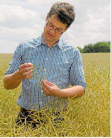 Weltweit wächst mehr Raps heran, während in der EU die Ernteerwartungen so niedrig sind wie im vergangenen Jahr.