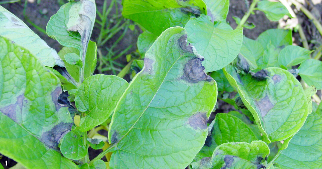 Ein beginnender Krautf�ulebefall an den Bl�ttern �u�ert sich durch� schokoladenbraun verf�rbte Nekrosen. Bei feuchter Witterung kann sich die Krankheit sehr schnell im gesamten Bestand ausbreiten.