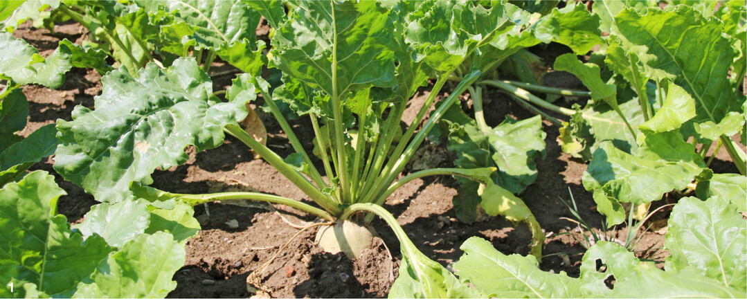 Zuckerr�ben stellen hohe Anspr�che. F�r die Unkrautbek�mpfung muss viel Zeit investiert werden.