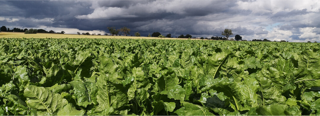 Viele R�benbest�nde pr�sentieren momentan pr�chtig.