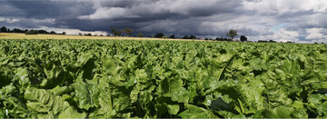 Viele R�benbest�nde pr�sentieren momentan pr�chtig.