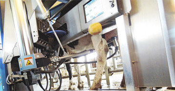 1 Ob nur mit Wasser oder doch mit S�ure oder sogar mit Hei�dampf: Die Zwischendesinfektion im Melkroboter ist wichtig, damit keine Mastitiserreger von Kuh zu Kuh �bertragen werden.