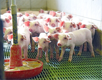 Aus Tierschutzsicht sollte das Alleinfutter f�r Ferkel und Mastschweine einen Rohfasergehalt von mindestens f�nf Prozent aufweisen.