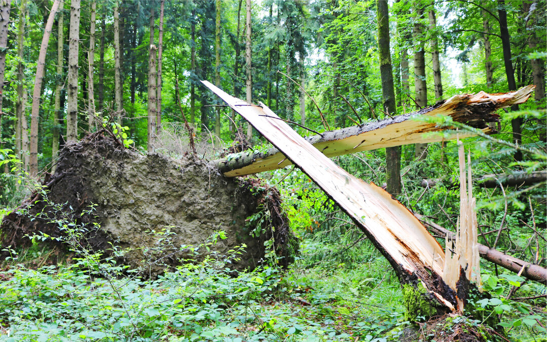 Am 28. und 29. Juni zog ein Sturmtief �ber Oberschwaben auf und richtete in den W�ldern massive Sch�den an.