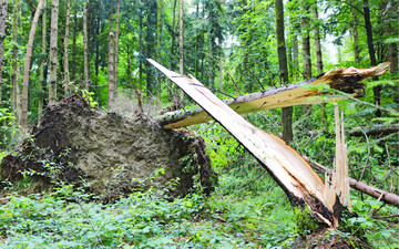 Am 28. und 29. Juni zog ein Sturmtief �ber Oberschwaben auf und richtete in den W�ldern massive Sch�den an.