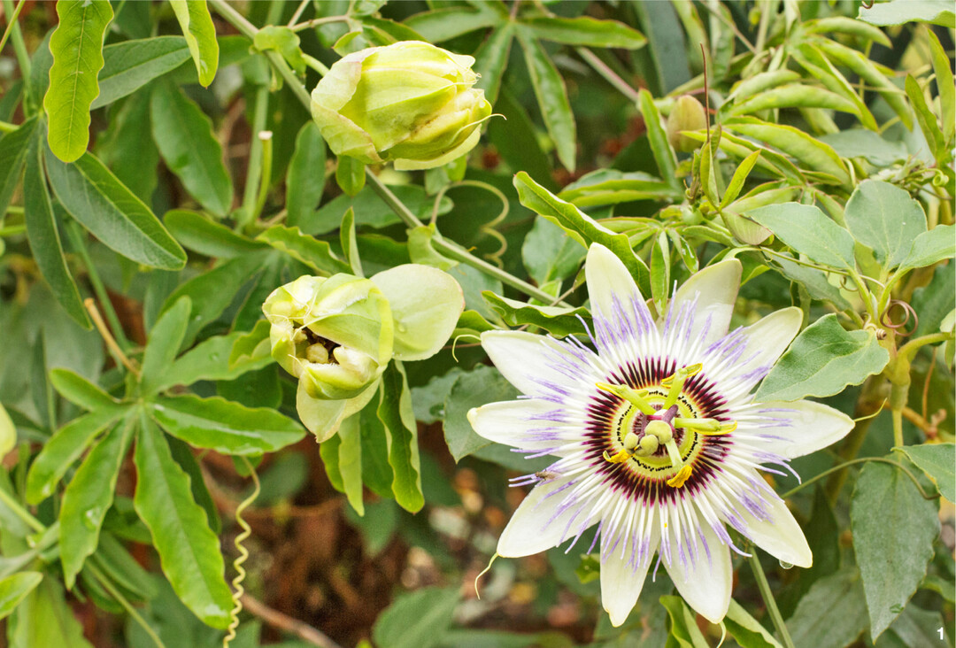 Die bei uns am h�ufigsten zu sehende Passionsblume: Passiflora caerulea.
