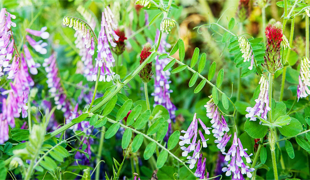 Wicken und Inkarnatklee kommen h�ufig unbeschadet �ber die kalte Jahreszeit.