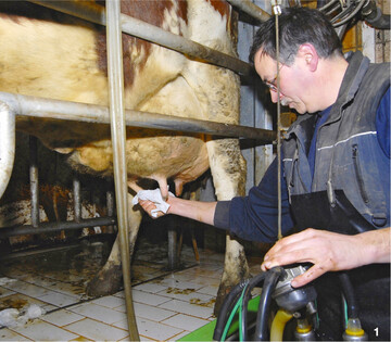 Die Kühe sollten täglich mit den gleichen Abläufen gemolken werden. Dazu gehört unter anderem die Reinigung der Striche.