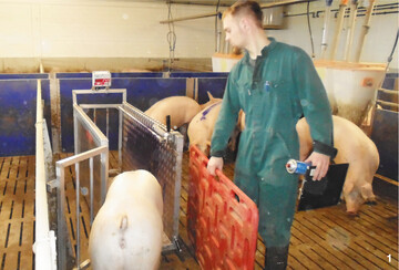 Um die Schweine in der Bucht wiegen zu können, muss ausreichend Platz vorhanden sein.