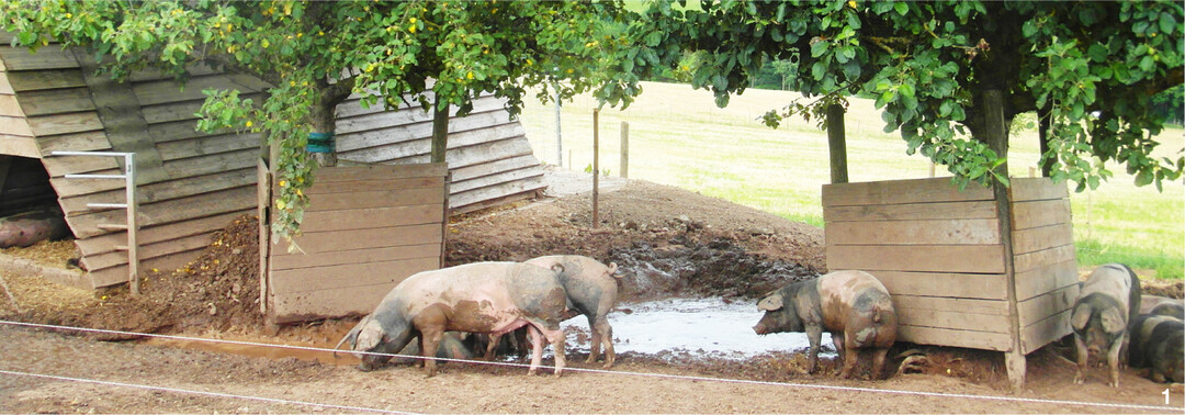 Nat�rliche Suhlen k�nnen nur Freilandhaltungen bieten.