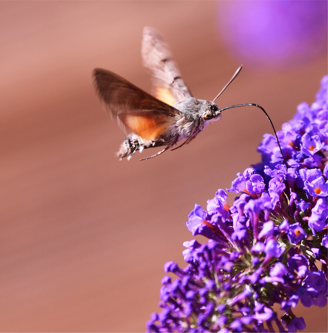 Kolibri-Schmetterling Jetzt fliegt es wieder: das Taubenschw�nzchen, der wahrscheinlich auff�lligste Schw�rmer bei uns. Auff�llig vor allem darum, weil dieser Falter  anders als die meisten anderen Mitglieder der Familie  tagaktiv ist. Sein Schwirrflug, seine Gestalt mit dem langen Saugr�ssel und den zu einem Vogelschwanz" ausgebildeten verl�ngerten Schuppen und sein Verhalten erinnern stark an einen Kolibri. Darum und weil es noch nicht so lange bei uns heimisch ist, kam es in den letzten Jahren vermehrt zu Meldungen vermeintlicher Tropenv�gel. Urspr�nglich vor allem s�dlich der Alpen heimisch, scheint der Schmetterling vom Klimawandel zu profitieren. Was die Nahrungspflanzen angeht, ist das erwachsene Taubenschw�nzchen flexibel, bevorzugt aber Blumen mit tiefen Kelchen und reichlich Nektar, den es f�r seinen energieaufwendigen Flug braucht. Die Raupen sind auf Labkr�uter spezialisiert. fs