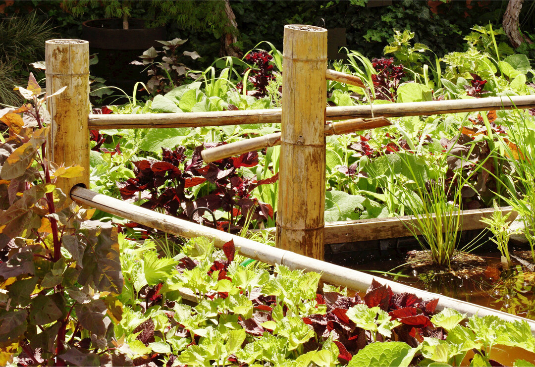 Japanisches Ambiente: Unter einer Wildscheuche aus Bambus w�chst Rote und Gr�ne Perilla im japanischen Garten nebeneinander.