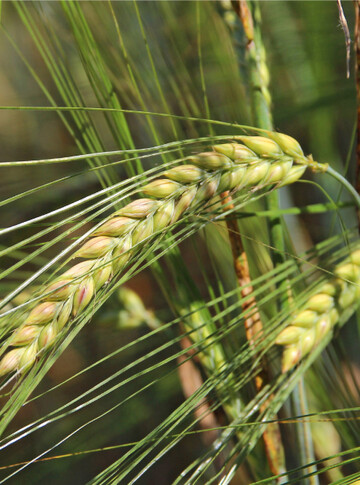 In S�dbaden bringen Winter- und Sommerbraugerste bis jetzt gute Ertr�ge. In Nordbaden sind die Erwartungen verhaltener.