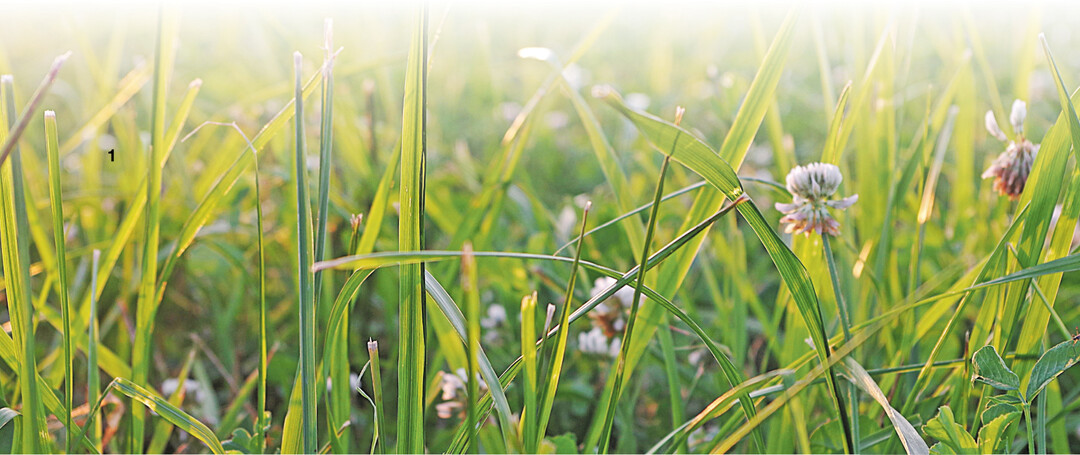 Verschiedene Gr�ser und Gr�ser-Leguminosen-Mischungen kommen f�r die Proteinextraktion infrage.