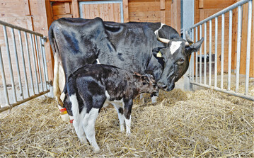 In einer sauberen und ausreichend eingestreuten Abkalbebox sinkt das Risiko, dass sich das neugeborene Kalb mit einer Krankheit infiziert.
