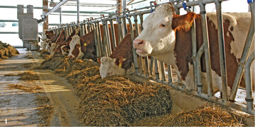 F�r die Energieversorgung der K�he muss die Futteraufnahme optimal sein. Voraussetzung daf�r sind ein gutes Management, eine ausreichende Futterhygiene und ungest�rte Futteraufnahme.