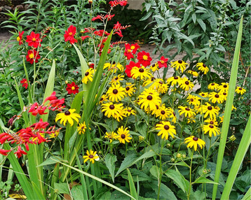 Dahlien, Montbretien, Sonnenhut: Die Mischung aus Rot-, Orange- und Gelbt�nen, gepaart mit einem Formmix der Bl�ten, ergibt eine spannende Komposition, die den Sommer ins Beet holt.