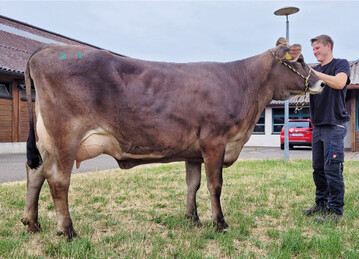 Ein Highlight der Auktion war diese euterstarke Piano-Tochter Beryll von Martin Rehm aus Ochsenhausen.