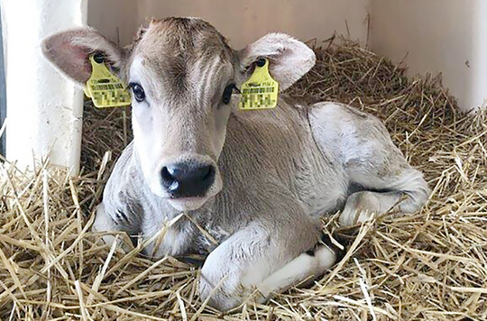 1 Der erste Eindruck zählt: Aufmerksame Ohren geben wichtige Hinweise, ob es dem Kalb gut geht.