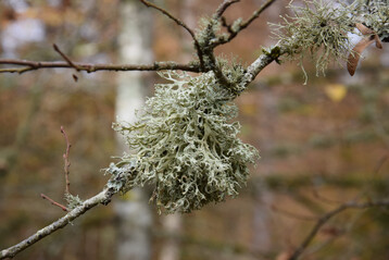 Laubwald mit Flechten