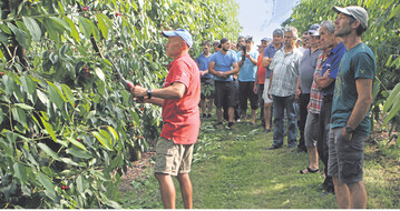Bei der Kirschenbegehung zeigt Thomas Kininger, wie mit einem einfachen Vorernteschnitt die Fr�chte f�r eine schnellere Ernte freigestellt werden k�nnen.