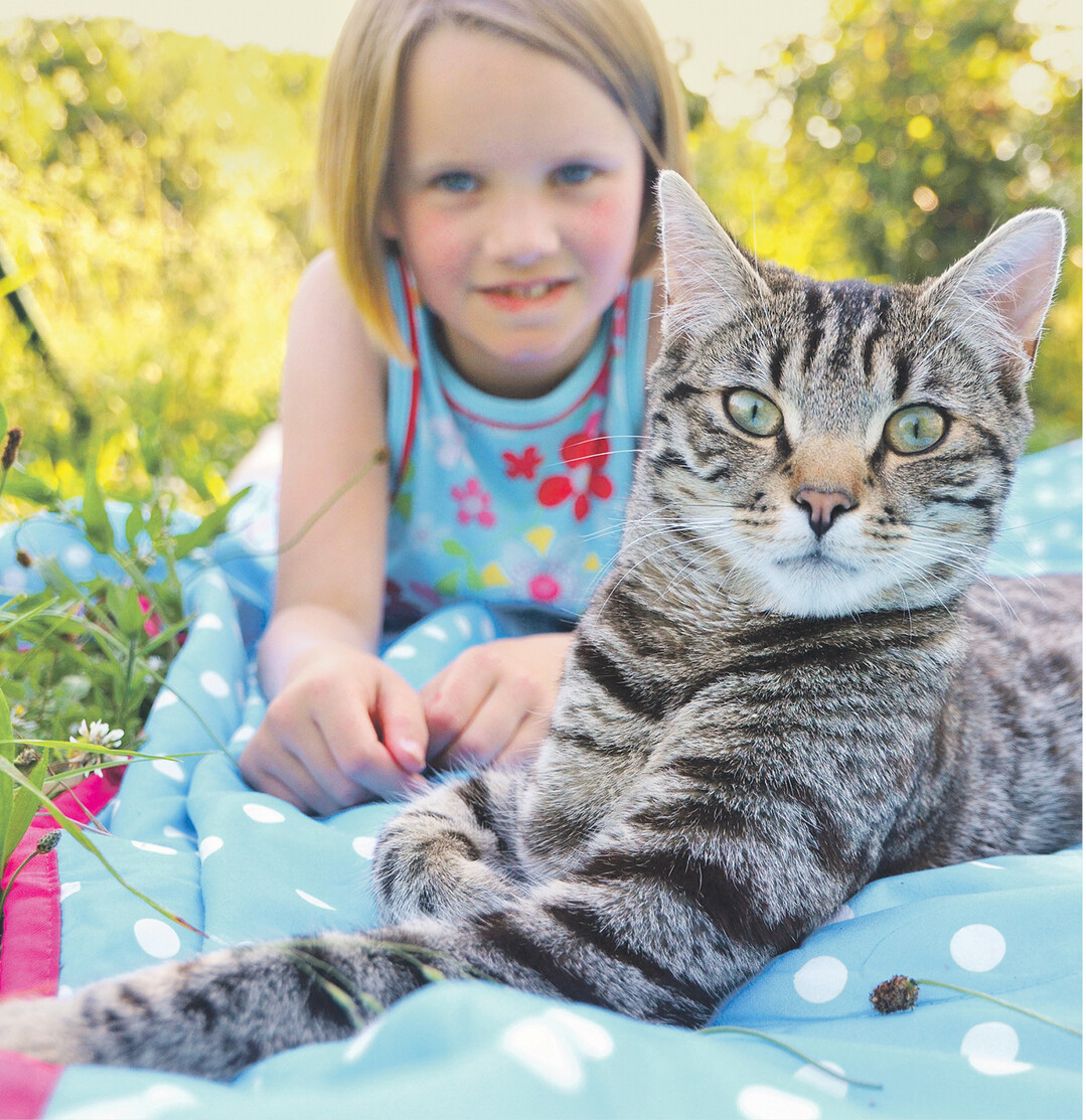 Fine und Findus chillen im Schatten eines Baumes. F�r den Fotografen hat sich der Kater m�chtig in Pose gesetzt.