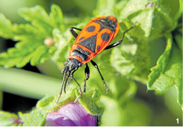 Adulte Feuerwanze auf einer Malvenknopse
