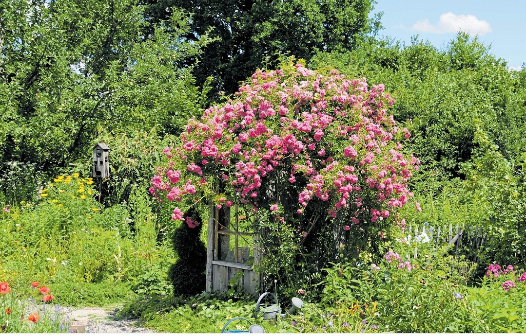 Petra Boppert hat sich gemeinsam mit ihrem Mann ein altes Bahnw�rterh�uschen gekauft und renoviert. Neben einem Backhaus entstand ein bunt bl�hender Stauden-, Rosen- und Nutzgarten mit vielen Sitzecken, wie dieses Rosenh�uschen.