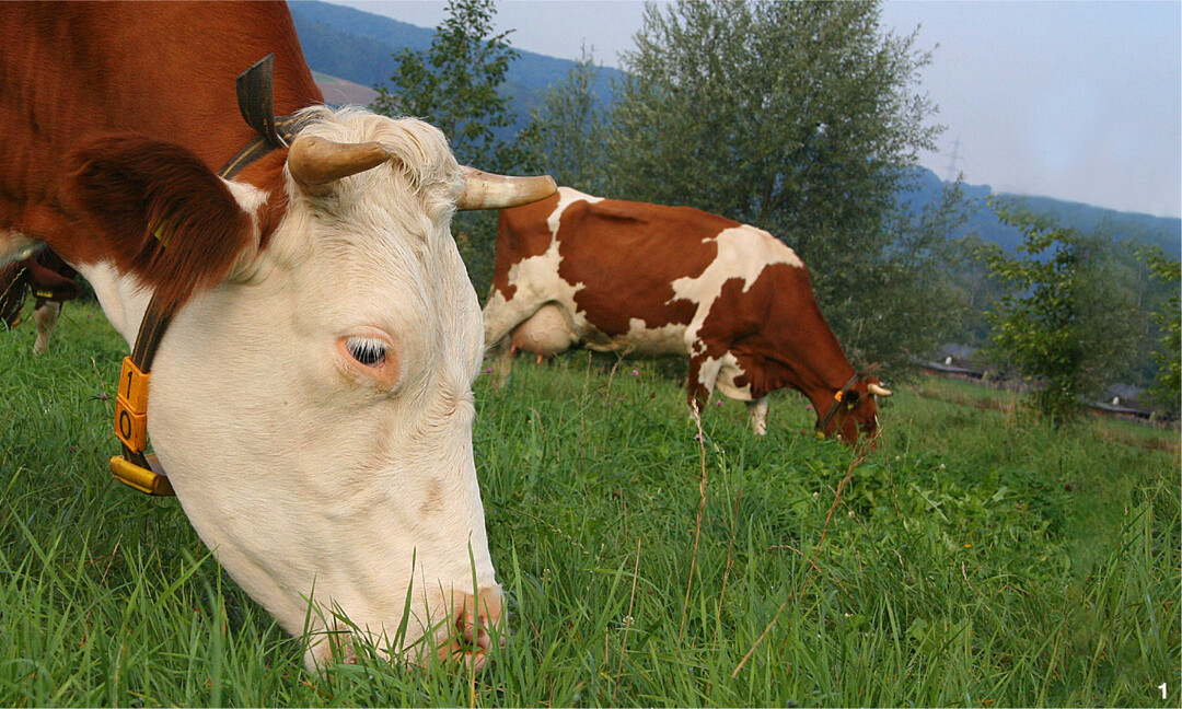 Die Wiederk�uer sind die einzigen Nutztiere, welche den Menschen nat�rlicherweise die Nahrung nicht streitig machen. Mit dem F�ttern von Kraftfutter wird dieser Vorteil gr��tenteils zunichtegemacht.