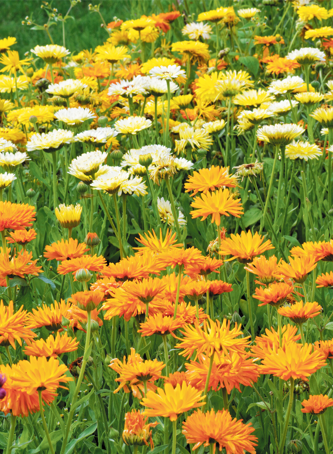 Ringelblumen gibt es in �beraus vielen Formen und Farben.